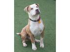 Adopt Kyle a Tan/Yellow/Fawn American Pit Bull Terrier / Mixed dog in Cleveland
