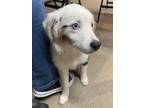 Adopt 55920909 a White Australian Shepherd / Mixed dog in Bryan, TX (41463412)