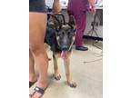 Adopt Titus a Black German Shepherd Dog / Mixed dog in Fort Worth, TX (41413780)