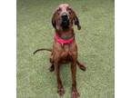 Adopt Ole Red a Mixed Breed, Redbone Coonhound