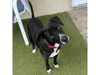 Adopt Wiley a Mixed Breed