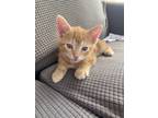 Adopt Thumper a Orange or Red Tabby American Shorthair / Mixed (short coat) cat
