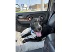 Adopt Licorice a Black Mixed Breed (Large) / Mixed dog in Owosso, MI (41454720)