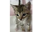 Adopt Saki a Tan or Fawn Domestic Shorthair / Domestic Shorthair / Mixed cat in