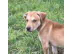 Adopt Woody a Brown/Chocolate Mixed Breed (Medium) / Mixed dog in Carrollton