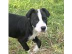 Adopt Andy a Black Mixed Breed (Medium) / Mixed dog in Carrollton, TX (41464129)