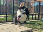 Adopt Fritz a Black Husky / Mixed dog in Boulder, CO (41323482)
