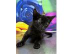 Adopt Ghoul a All Black Domestic Shorthair / Domestic Shorthair / Mixed cat in