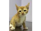 Adopt Silk a Orange or Red Domestic Shorthair / Domestic Shorthair / Mixed cat