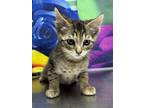 Adopt Ghost a Brown or Chocolate Domestic Shorthair / Domestic Shorthair / Mixed