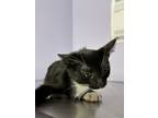 Adopt Satin a All Black Domestic Shorthair / Domestic Shorthair / Mixed cat in