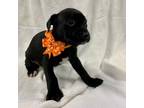 Adopt Diamond a Black Labrador Retriever / Mixed dog in Jackson, MI (37677669)