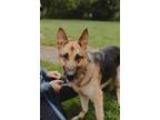 Adopt Luna a Black German Shepherd Dog / Mixed dog in Midland, MI (41452485)