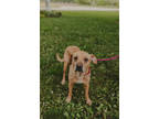 Adopt Ace a Brown/Chocolate Mixed Breed (Medium) / Mixed dog in Midland