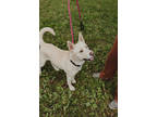 Adopt Blue a Tan/Yellow/Fawn German Shepherd Dog / Mixed dog in Midland