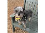 Adopt Nibbles a Black - with Gray or Silver Terrier (Unknown Type