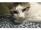 Adopt Chip a Domestic Shorthair / Mixed cat in Vallejo, CA (41464210)