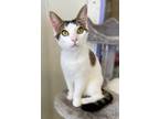 Adopt Magnolia a Domestic Shorthair / Mixed cat in Vallejo, CA (41464208)