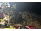 Adopt Clementine a Domestic Longhair / Mixed cat in Vallejo, CA (41464206)