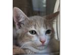 Adopt Ritz a Orange or Red Domestic Shorthair / Domestic Shorthair / Mixed cat