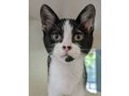 Adopt Bullfrog a White Domestic Shorthair / Domestic Shorthair / Mixed cat in