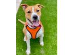 Adopt Luna a Tan/Yellow/Fawn Mixed Breed (Large) / Mixed dog in Munster