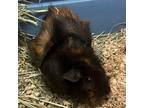 Adopt Stitch a Black Guinea Pig / Guinea Pig / Mixed small animal in Hilliard