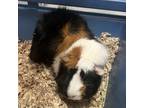Adopt Lilo a White Guinea Pig / Guinea Pig / Mixed small animal in Hilliard