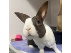 Adopt Snickers a Chocolate Dutch / Mixed rabbit in Hilliard, OH (41441019)