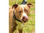 Adopt Hector a Brown/Chocolate American Pit Bull Terrier / Mixed Breed (Medium)