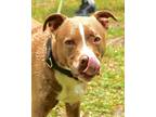Adopt Hector a Brown/Chocolate American Pit Bull Terrier / Mixed dog in Palm