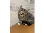 Adopt Fried Rice a Brown or Chocolate Domestic Shorthair / Domestic Shorthair /
