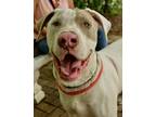 Adopt Rickie a White Great Dane / Mixed dog in Palm Coast, FL (40944077)