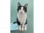 Adopt London a All Black Domestic Shorthair / Domestic Shorthair / Mixed cat in