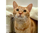 Adopt Sunshine a Orange or Red Domestic Mediumhair / Domestic Shorthair / Mixed