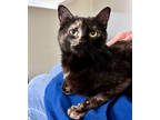 Adopt Dahlia a All Black Domestic Shorthair / Domestic Shorthair / Mixed cat in