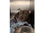 Adopt 55897167 a Gray/Blue/Silver/Salt & Pepper American Pit Bull Terrier /
