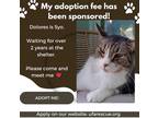 Adopt Dolores a Brown Tabby Domestic Shorthair / Mixed (short coat) cat in