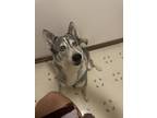 Adopt KaiLynn a Tricolor (Tan/Brown & Black & White) Husky dog in Kentwood