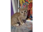Adopt Sherbert a Orange or Red Domestic Shorthair / Mixed cat in Spring