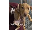 Adopt Salt N Peppa a Red/Golden/Orange/Chestnut American Pit Bull Terrier /