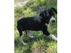 Adopt Blue a Black Australian Cattle Dog / Mixed dog in Medfield, MA (41464136)