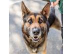 Adopt Falcon a Black German Shepherd Dog / Mixed dog in Oakland, CA (41386848)