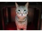 Adopt Max a Domestic Shorthair / Mixed cat in Brooklyn, NY (41464064)