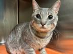 Adopt Max a Domestic Shorthair / Mixed cat in Brooklyn, NY (41464064)
