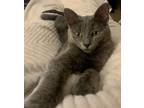 Adopt Lil Nugget a Gray or Blue American Shorthair / Mixed (short coat) cat in