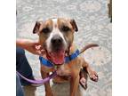 Adopt GROVER a Brown/Chocolate - with White American Staffordshire Terrier /