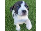 Adopt Fritter a Jack Russell Terrier, Mixed Breed