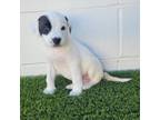 Adopt Chip a Jack Russell Terrier, Mixed Breed