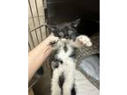 Adopt Ron a White Domestic Shorthair / Domestic Shorthair / Mixed cat in Farmers